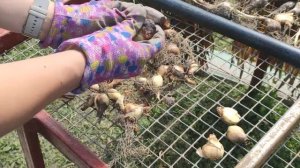 Выкапываем луковицы нарциссов правильно. Просушка луковиц и дальнейшее хранение перед посадкой.