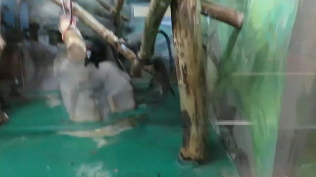 Любопытные мартышки бразза 14.11.2020 смотреть онлайн