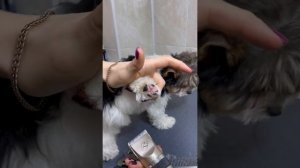 Как постричь лапки щенку Бивера или Йорка. Гигиеническая стрижка собаки.