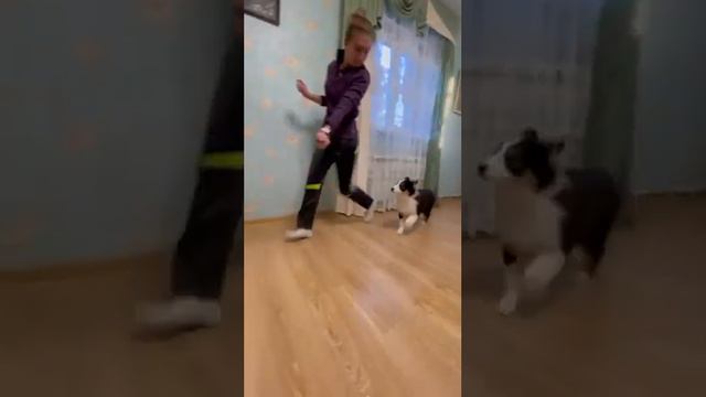 щенок австралийская овчарка, свободен #аусси #австралийскаяовчарка #щенки #aussi