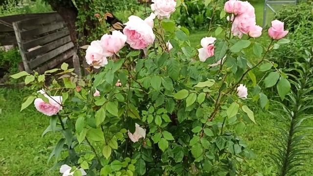 The Wedgwood Rose( Остин) ? смотреть онлайн