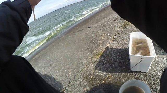 Плотва. Ловля плотвы. смотреть онлайн