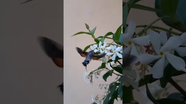 Farfalla colibrì .Бабочка колибри-бражник на кусте джельсомино. смотреть онлайн