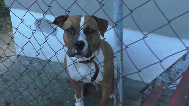 Обзор пустого огорода)) Утепление дома. Кирюша | Скорняковы смотреть онлайн