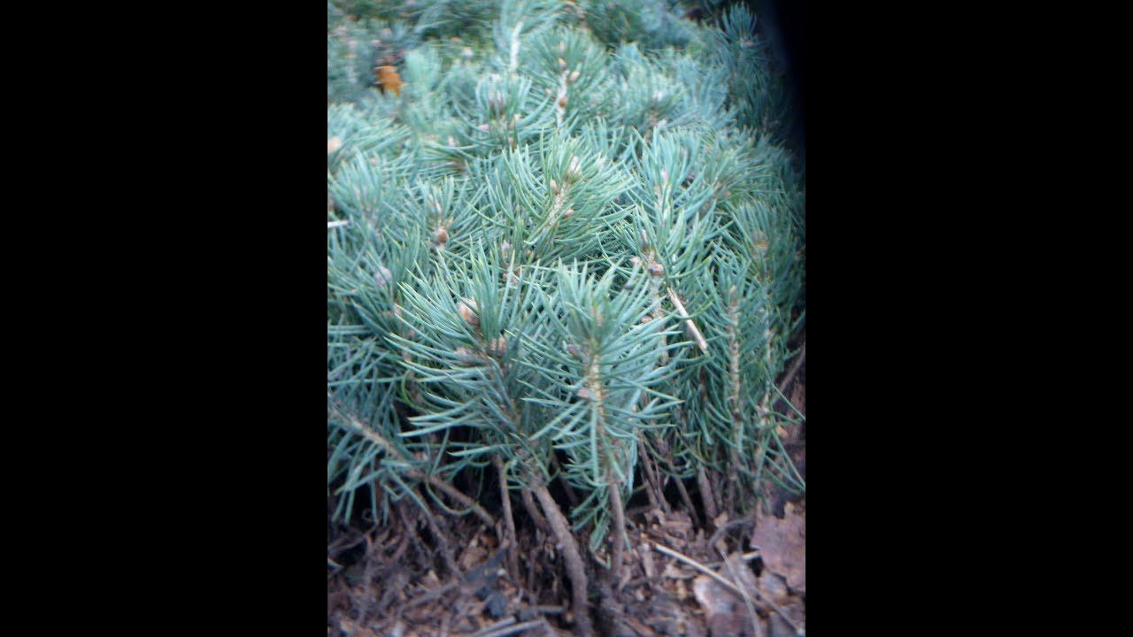 Как выглядят сеянцы ели голубой (2-ух летка). Выращивание хвойных растений смотреть онлайн