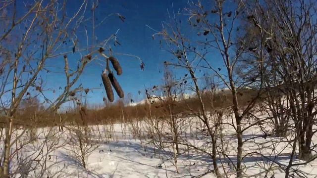 Охота на зайца. Следы на снегу и немного лебедей.