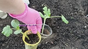 Делаю так при Посадке Рассады Арбузов в теплице! Крупные сахарные Арбузы растут в Сибири