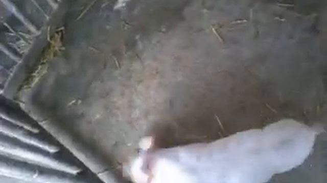 Fox & pig лисеноко & поросенок смотреть онлайн