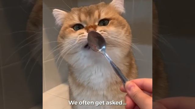 Golden British Shorthair #01 | Maple Cat | This is Cat смотреть онлайн