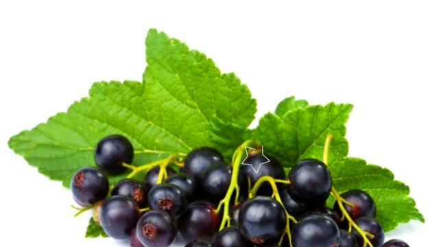 СМОРОДИНА - ПОЛЕЗНЫЕ СВОЙСТВА | красная, черная смородина польза и вред, смотреть онлайн