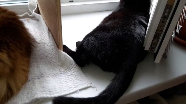 16/07/2017 Коты млеют на подоконнике:) смотреть онлайн