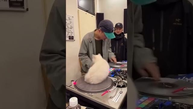 Кот диджей?? смотреть онлайн