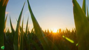 Music therapy 🌿Soothes the nervous system and refreshes the soul, relaxing #2