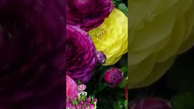 Ранункулюс Микс chipollino-flowers смотреть онлайн
