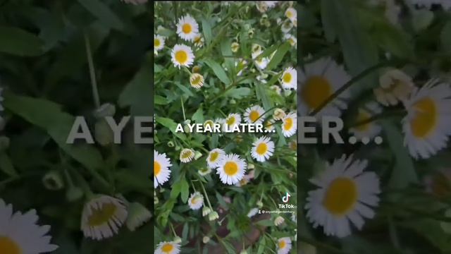 Planting Erigeron karvinskianus More on my Insta at anya_thegarden_fairy смотреть онлайн