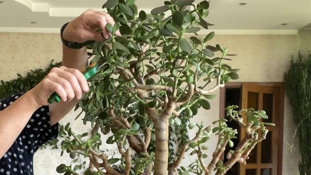 Как обрезаю Денежное Дерево? Всё подробно. смотреть онлайн