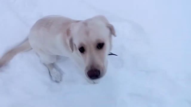 Луна лабрадор на пансионе. Результаты дрессировки 25й день смотреть онлайн