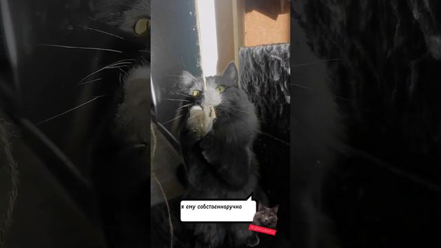 КОТ ПО ИМЕНИ ПЁС. ВОТ ЧТО ОН ДЕЛАЕТ #cats #top #pets смотреть онлайн
