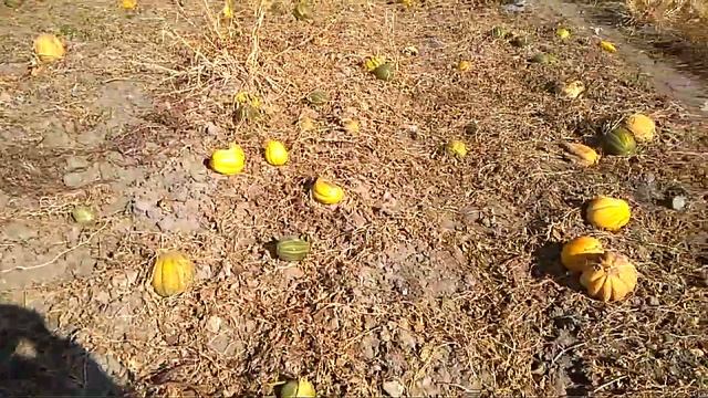 На полях астраханских фермеров гниют арбузы и дыни, видео Евгения Дунаева смотреть онлайн