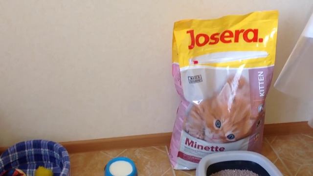 Пушистое счастье - уход за котенком ;)