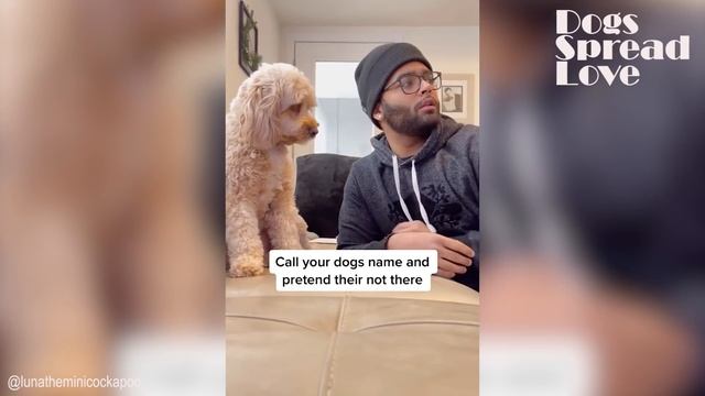 Call Your Dog's Name When They Are Next To You смотреть онлайн