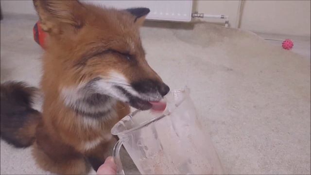 Домашняя ЛИСА обожает сметану и сливки. Что едят ЛИСЫ? смотреть онлайн