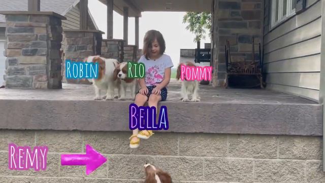 How to Wake Your Neighbors with Ten Dogs смотреть онлайн