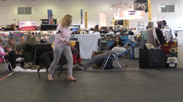 CACIB Bremen Internationale 1.8.2015 - Greyhound смотреть онлайн