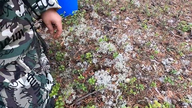 ВОТ И НАЧАЛОСЬ НАШЕСТВИЕ БЕЛЫХ ГРИБОВ! ПЕРВЫЙ ВЫХОД ЗА ГРИБАМИ НА ЛЕСНОЙ ОГОРОД! МАСОВЫЙ ГРИБ ПОШЁЛ смотреть онлайн