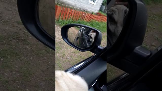 Мопс ждёт хозяйку смотреть онлайн