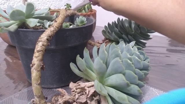 Echeveria elegans ? - trasplante - ? /Rosa de albastro/ Echeveria / Echeverio /1a parte смотреть онлайн