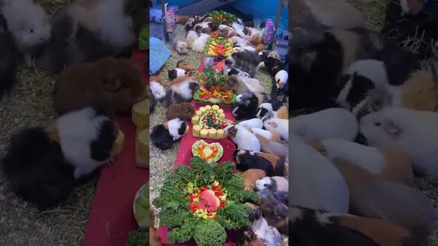 Шикарный банкет!))