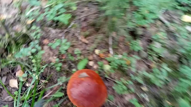 Сентябрь - сбор грибов в Карелии. смотреть онлайн