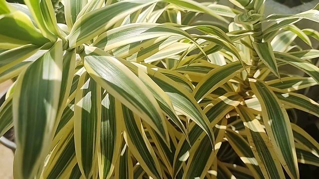 Song of India || Dracaena reflexa || How to grow and care|| good plant for new gardeners смотреть онлайн