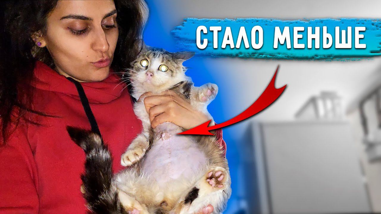 Кость на животе Кузи обрастает мясом. Вася и Дуня на реабилитации. Беззубый Боец ест куски мяса. смотреть онлайн