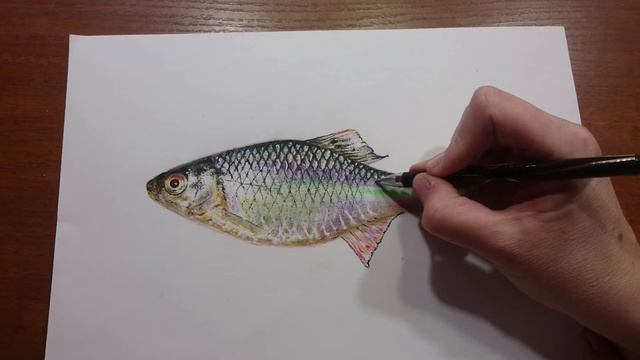 Как нарисовать рыбу. Горчак обыкновенный. How to draw a fish realistically. Realistic drawings смотреть онлайн