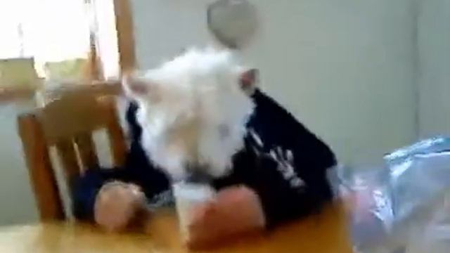 Прикол с сабакой смотреть онлайн