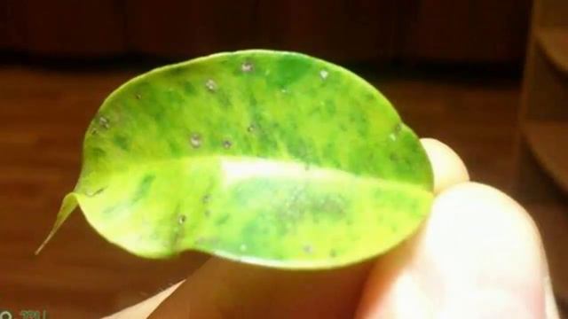 Вредители Фикуса Бенджамина! Как бороться с вредителями Фикуса! смотреть онлайн