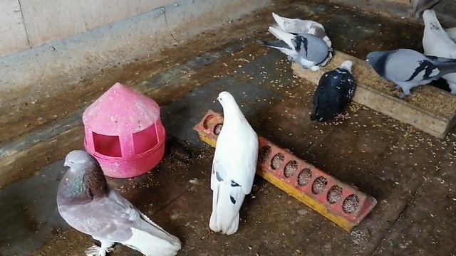 Бойные ,бакинские, ленинаканские ,касаны,азиатские узбекские голуби , агараны.