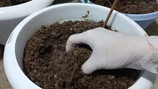 Бегонии уже нарастили клубни. Давайте посмотрим! смотреть онлайн