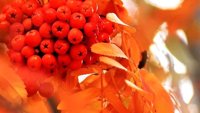 Тонкая Рябина - Кавер под гитару в Fruity Loops - Nezemnou смотреть онлайн