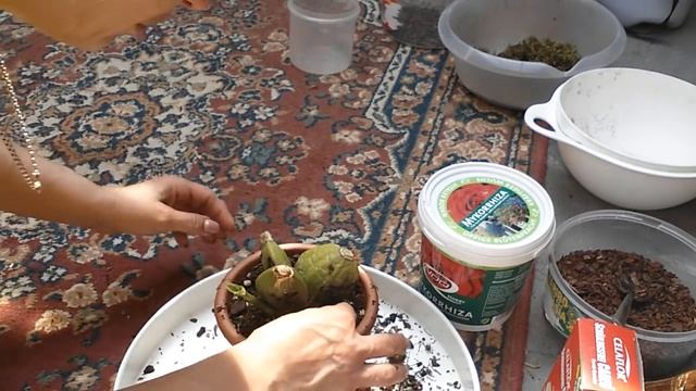 ОРХИДЕЯ ЛИКАСТА,  пересадка, субстрат