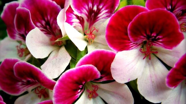 красота цветов пеларгонии смотреть онлайн