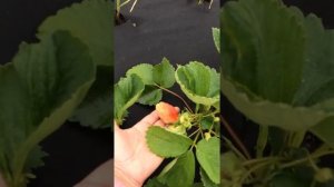 Сорт Кардинал