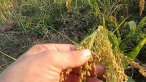 Что делать с просо?