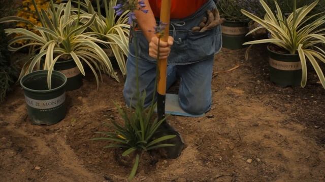 How to Dig Up Agapanthus : Garden Savvy смотреть онлайн