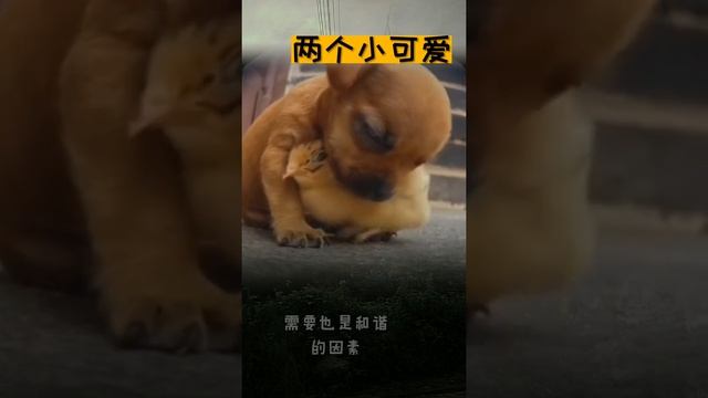 小鸡和奶狗共处的温馨画面 смотреть онлайн