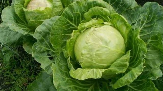 5 НАРОДНЫХ СРЕДСТВ ОТ КРЕСТОЦВЕТНОЙ БЛОШКИ смотреть онлайн