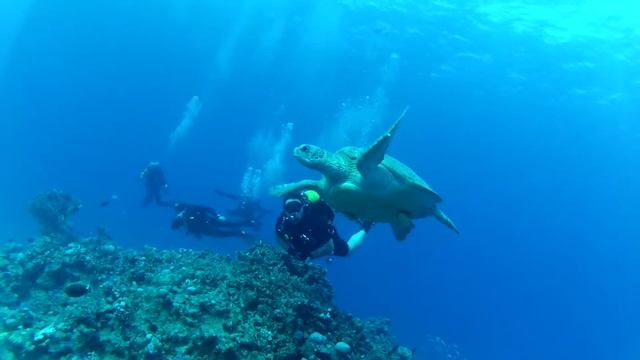 Гигантская черепаха Египет ноябрь 2013г смотреть онлайн