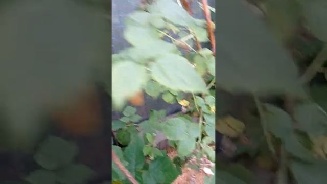 Ягода-малина летом в гости звала... ? #малина сорт #колокольчик ? #витамины кушаем #надаче #ягода смотреть онлайн